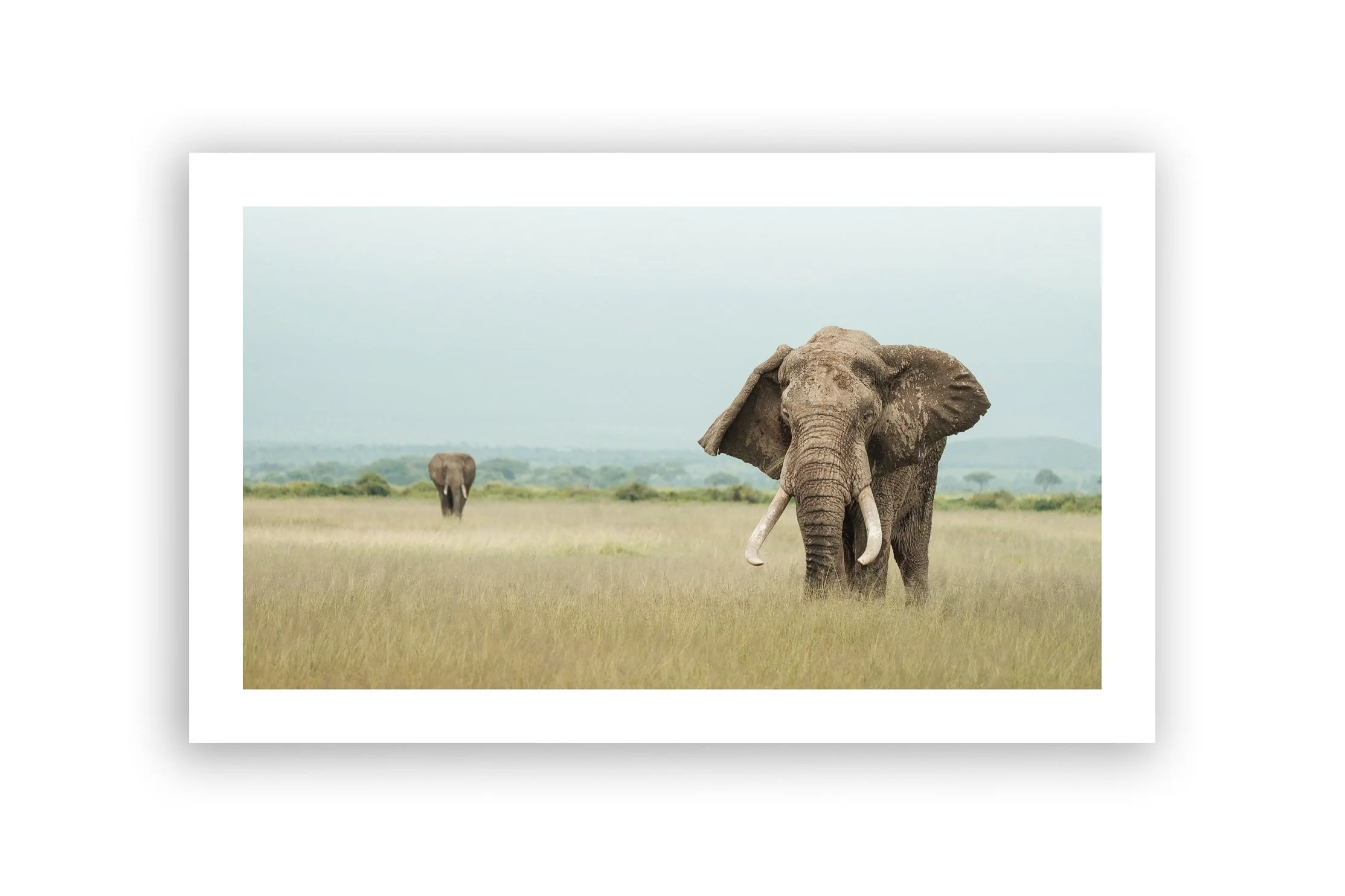 African elephant print