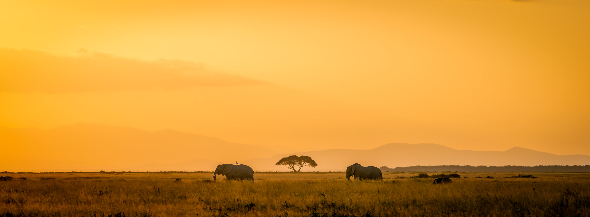 Two African elephants walk across golden grass at sunset with an acacia tree between them, Amboseli National Park, Kenya.