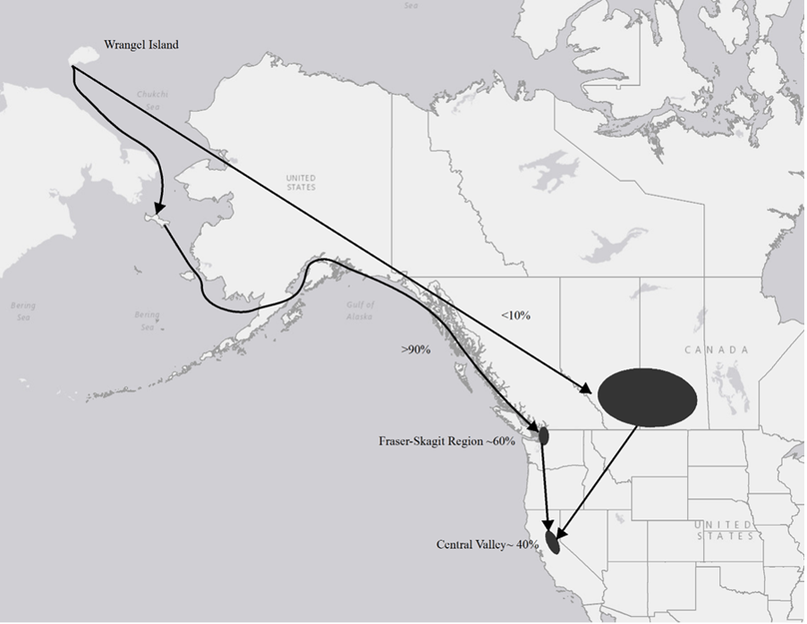 Source: Migration Routes and Stopovers of North Puget Sound Snow Geese, P. Frank Stevick, 2017