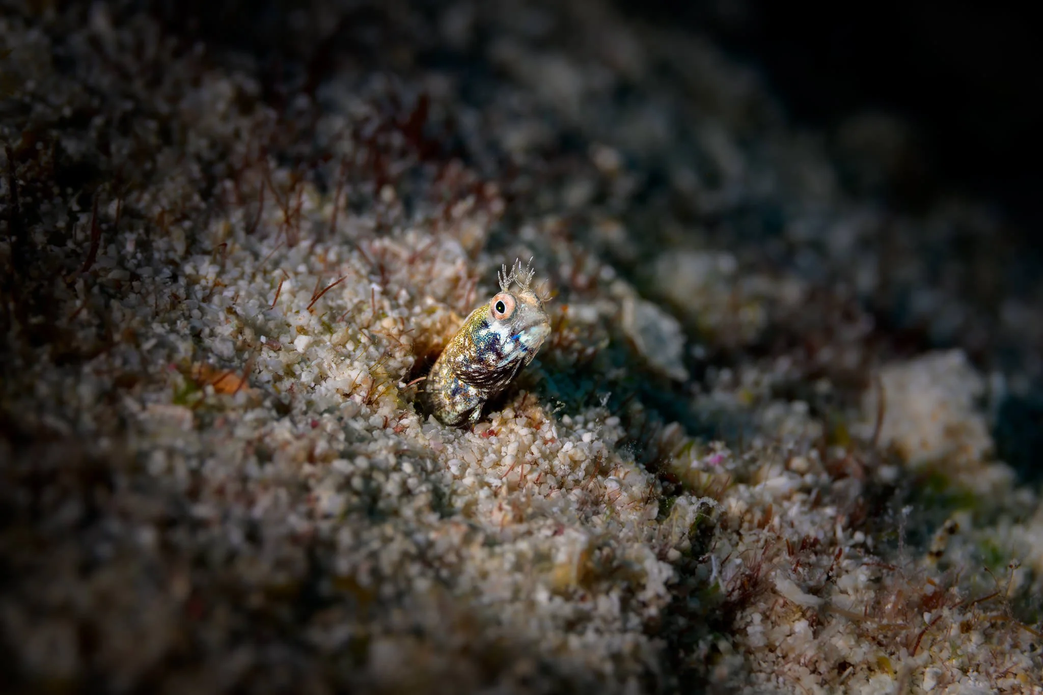 Close-up portrait of a red-lipped blenny fish with crown-like cirri emerging from textured coral at Molasses Reef, Key Largo.